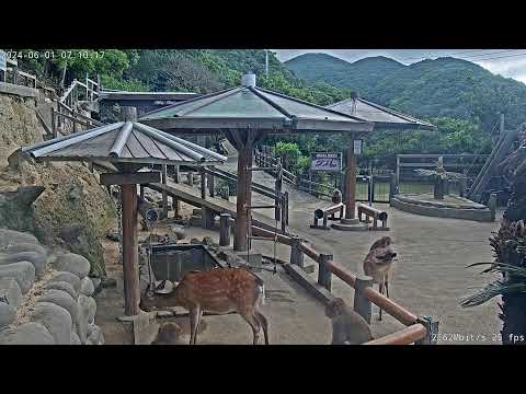 日本兵庫縣-淡路島動物園-猴子區,白天很多猴子聚集