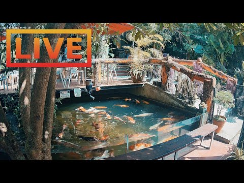 泰國-Zoo Cafe