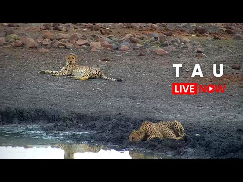 非洲-塔烏塔烏遊戲旅館-馬迪克韋野生動物保護區