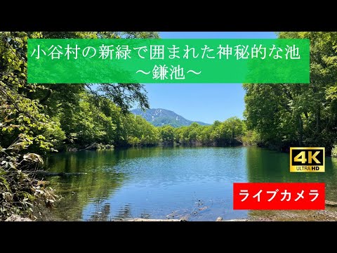 長野縣-小谷村鎌