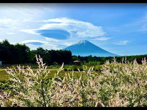 山梨縣-彼得兔™英國花園（富士芝櫻祭）